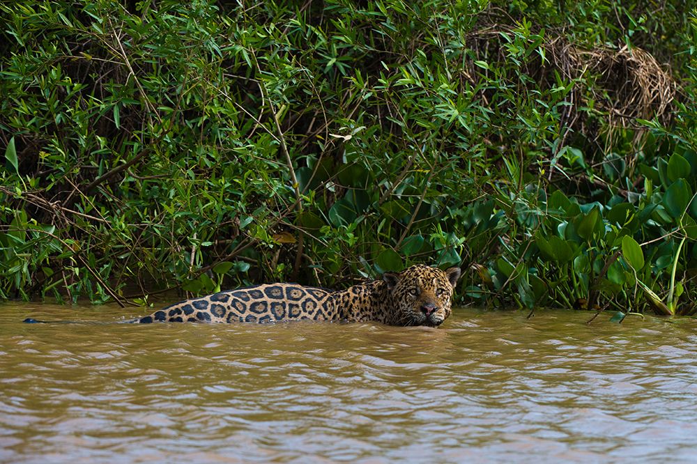 A jaguar-Panthera onca-in the river art print by Sergio Pitamitz for $57.95 CAD