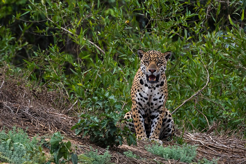 A jaguar-Panthera onca-standing art print by Sergio Pitamitz for $57.95 CAD