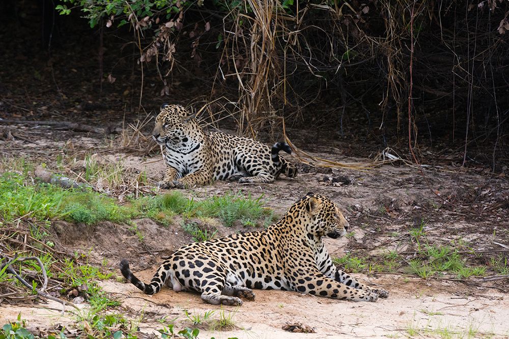 A pair of mating jaguars-Panthera onca-resting on the beach art print by Sergio Pitamitz for $57.95 CAD