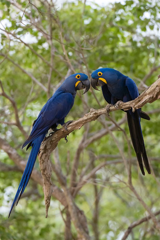 Two Hyacinth macaws perching on a branch Mato Grosso Do Sul State-Brazil art print by Sergio Pitamitz for $57.95 CAD
