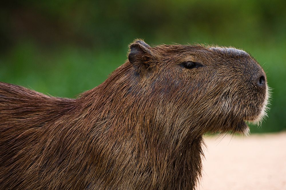 Portrait of a Capybara-Hydrochoerus Hydrochoerus Mato Grosso Do Sul State-Brazil art print by Sergio Pitamitz for $57.95 CAD