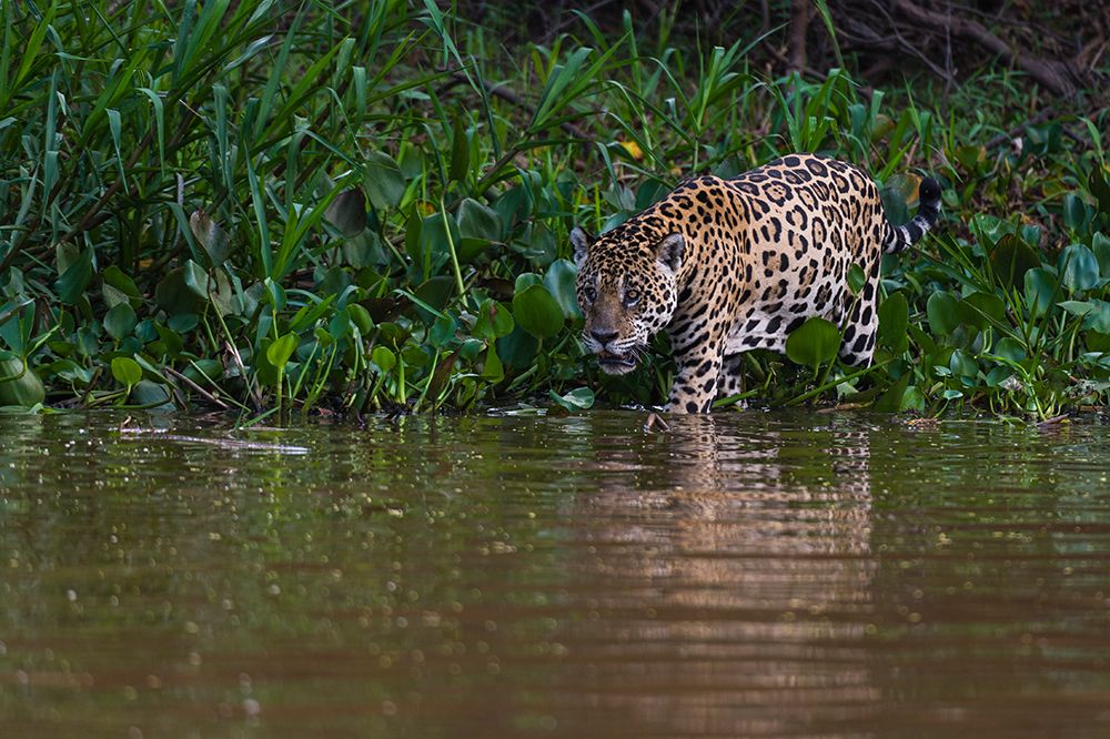 A Jaguar-Panthera onca-walking along the Cuiaba River Mato Grosso Do Sul State-Brazil art print by Sergio Pitamitz for $57.95 CAD