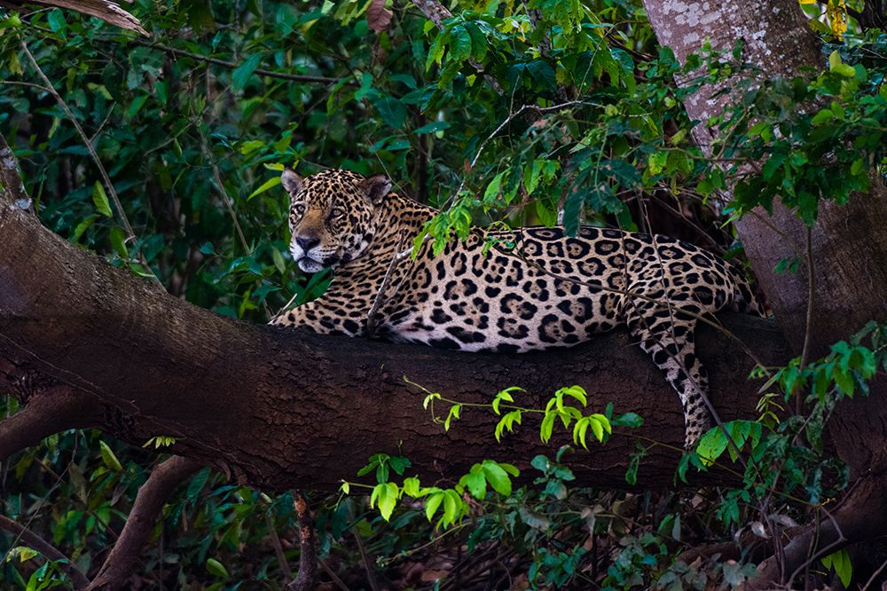 A Jaguar-Panthera onca-resting on a tree branch Mato Grosso Do Sul State-Brazil art print by Sergio Pitamitz for $57.95 CAD