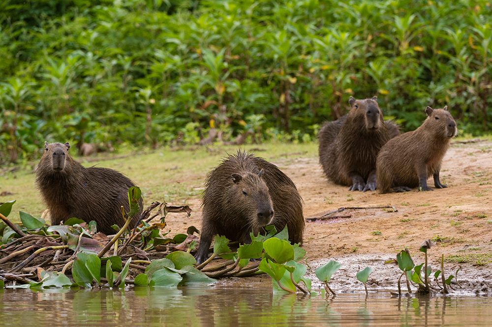A group of Capybara-gather along the Cuiaba River Mato Grosso Do Sul State-Brazil art print by Sergio Pitamitz for $57.95 CAD