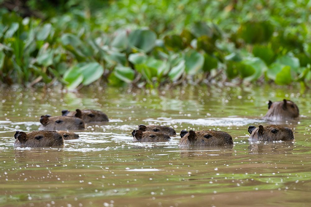 A group of Capybarasswimming in the Cuiaba River Mato Grosso Do Sul State-Brazil art print by Sergio Pitamitz for $57.95 CAD