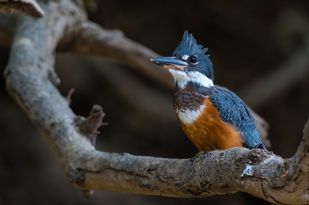 Ringed kingfisher-Magaceryle torquata-perched on a tree branch Mato Grosso Do Sul State-Brazil art print by Sergio Pitamitz for $57.95 CAD