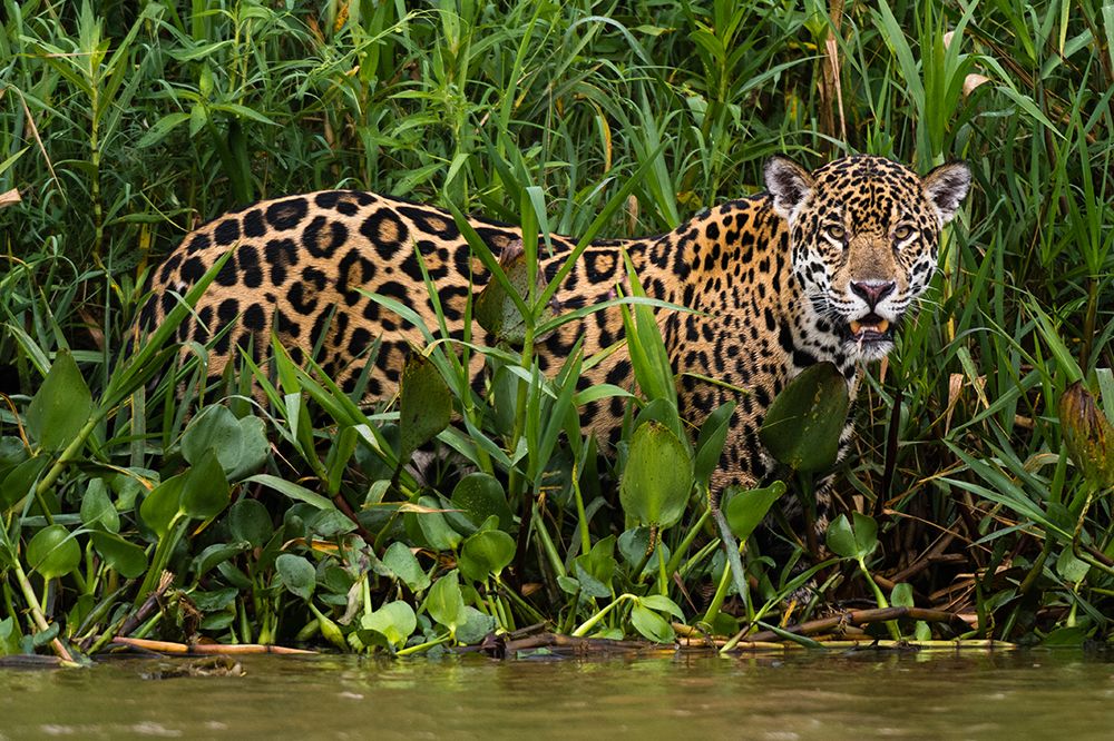 Portrait of a Jaguar in the Wetlands of Pantanal-Brazil Mato Grosso do Sul State-Brazil art print by Sergio Pitamitz for $57.95 CAD