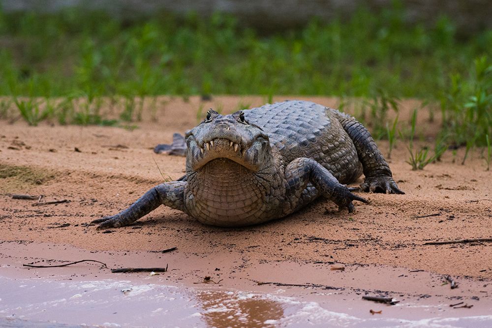 A Yacare caiman along the Cuiaba River Mato Grosso Do Sul State-Brazil art print by Sergio Pitamitz for $57.95 CAD