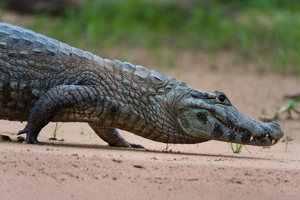 A Yacare caiman walking along the Cuiaba River Mato Grosso Do Sul State-Brazil art print by Sergio Pitamitz for $57.95 CAD