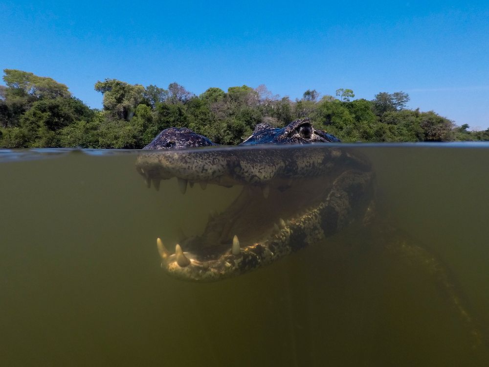 Close-up underwater portrait of a yacare caiman-in the Rio Claro-Pantanal-Mato Grosso-Brazil art print by Sergio Pitamitz for $57.95 CAD