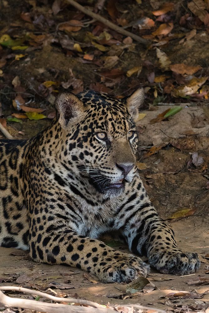 A jaguar-Panthera onca-resting on a river bank Pantanal-Mato Grosso-Brazil art print by Sergio Pitamitz for $57.95 CAD