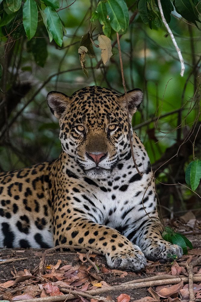 A jaguar,resting in the shade and looking at the camera Pantanal-Mato Grosso-Brazil art print by Sergio Pitamitz for $57.95 CAD