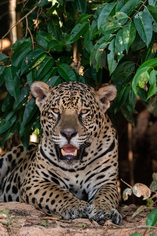 Close-up portrait of a jaguar-Panthera onca-looking at the camera Pantanal-Mato Grosso-Brazil art print by Sergio Pitamitz for $57.95 CAD