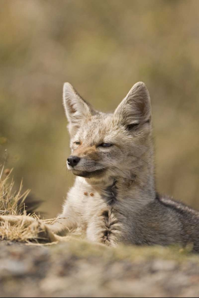 Chile, Torres del Paine NP Patagonian Gray Fox art print by Don Grall for $57.95 CAD