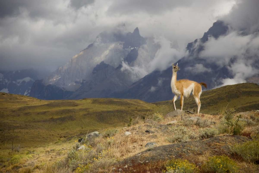 Chile, Torres del Paine NP A spotlighted Guanaco art print by Don Grall for $57.95 CAD