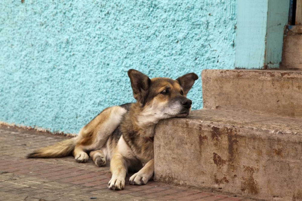 Chile, Valparaiso German shepherd resting art print by Wendy Kaveney for $57.95 CAD