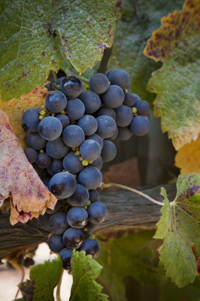Chile, Purple grapes on the vine art print by Wendy Kaveney for $57.95 CAD