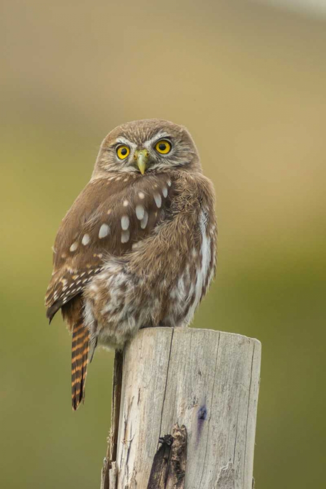 Chile, Torres del Paine NP Austral pygmy owl art print by Cathy and Gordon Illg for $57.95 CAD