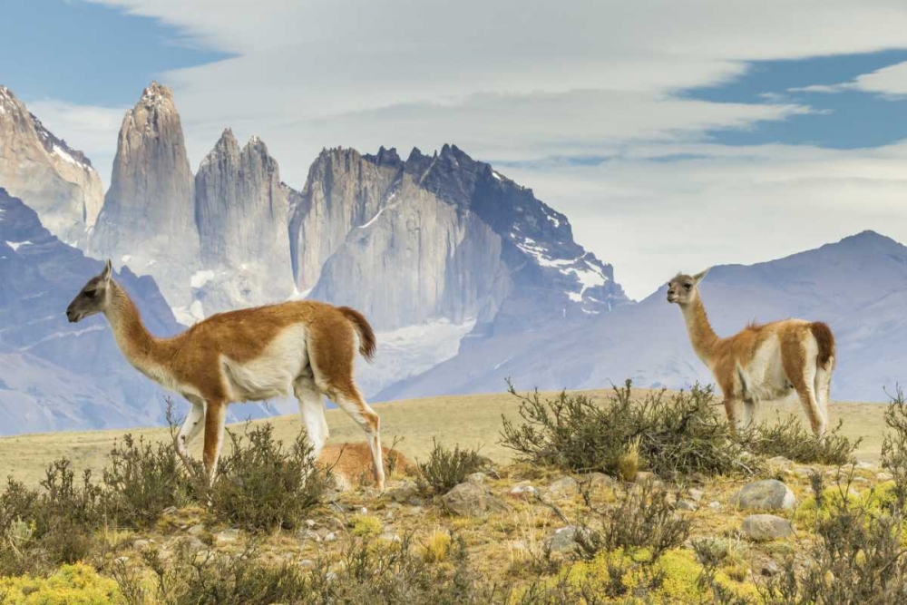 Chile, Patagonia, Torres del Paine Guanacos art print by Cathy and Gordon Illg for $57.95 CAD