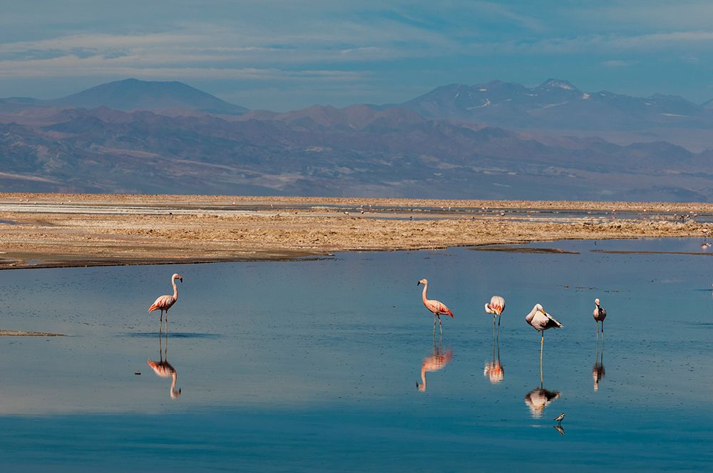 Chilean flamingos-resting and grooming in Chaxa lagoon Atacama Desert-Antofagasta Region-Chile art print by Sergio Pitamitz for $57.95 CAD