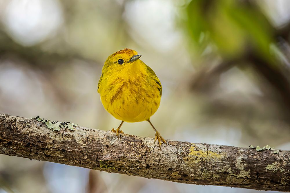 Yellow warbler San Cristobal Island-Galapagos Islands-Ecuador art print by Adam Jones for $57.95 CAD