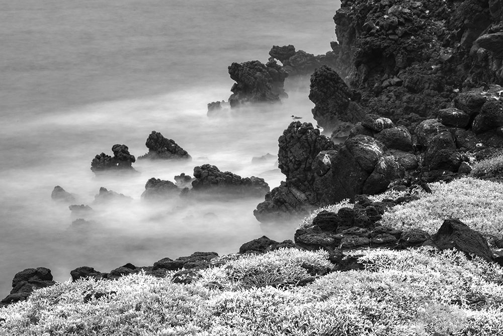 Rocky shoreline covered in Sesuvium-South Plaza Island-Galapagos Islands-Ecuador art print by Adam Jones for $57.95 CAD