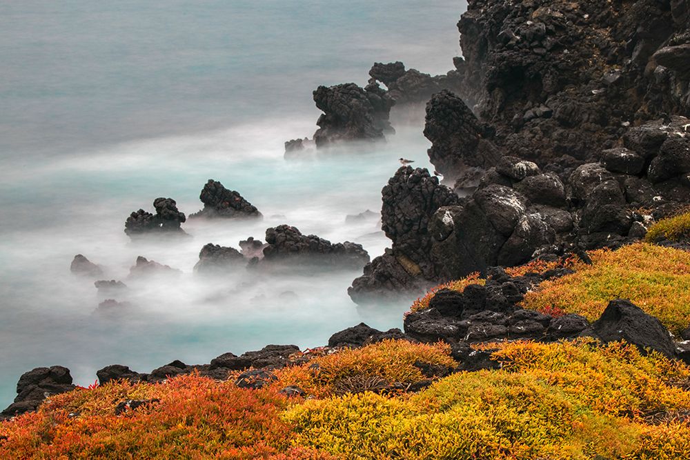 Rocky shoreline covered in Sesuvium-South Plaza Island-Galapagos Islands-Ecuador art print by Adam Jones for $57.95 CAD