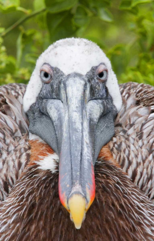 Ecuador, Galapagos Islands, Brown pelican on nest art print by Arthur Morris for $57.95 CAD