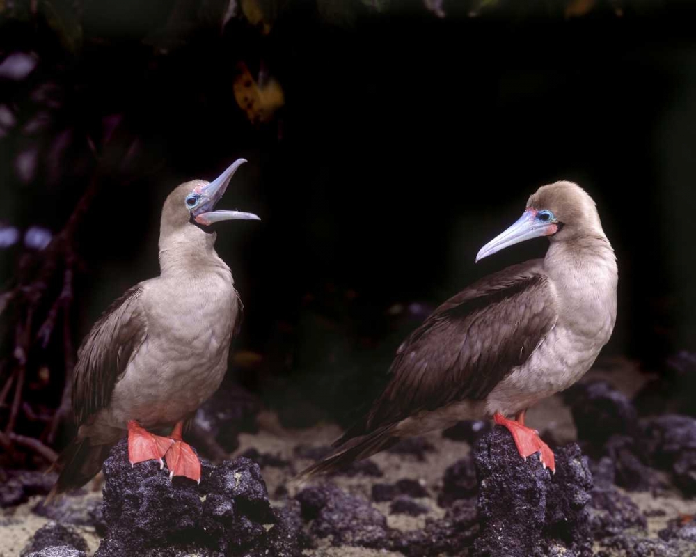Ecuador, Galapagos Islands Red-footed boobies art print by Jim Zuckerman for $57.95 CAD