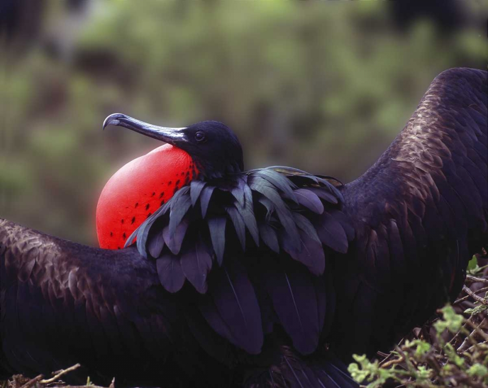 Ecuador, Galapagos Spread-eagled frigatebird art print by Jim Zuckerman for $57.95 CAD