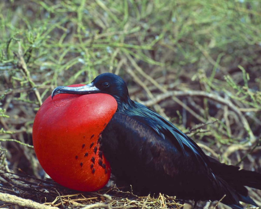 Ecuador, Galapagos Frigatebird with red pouch art print by Jim Zuckerman for $57.95 CAD