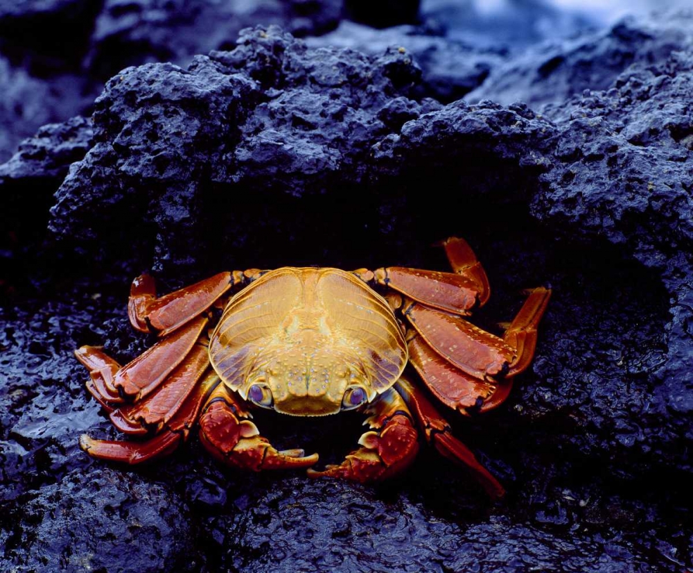 Ecuador, Galapagos Sally lightfoot crab art print by Jim Zuckerman for $57.95 CAD