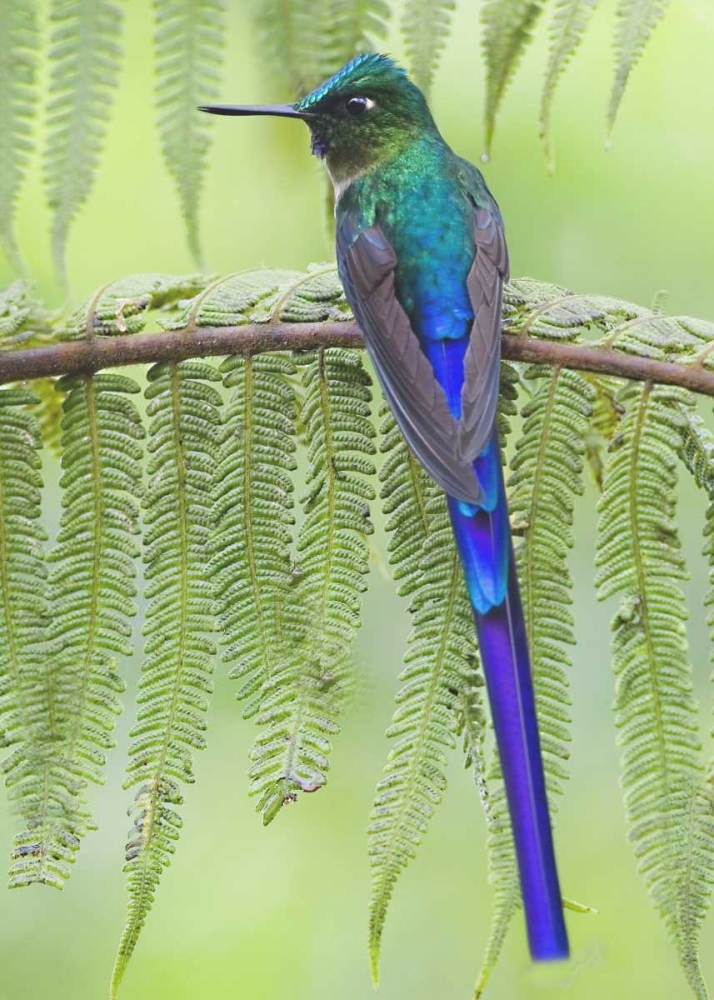 Ecuador Violet-tailed sylph on fern branch art print by Joanne Williams for $57.95 CAD