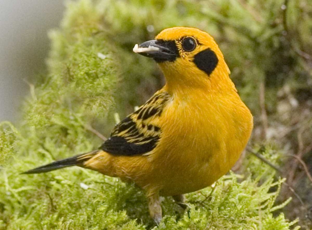 Ecuador Golden tanager feeding in foliage art print by Joanne Williams for $57.95 CAD
