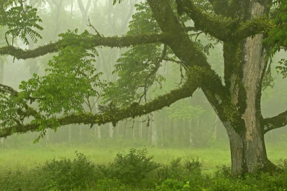 Ecuador, Santa Cruz Island Mossy tree and fog art print by Cathy and Gordon Illg for $57.95 CAD