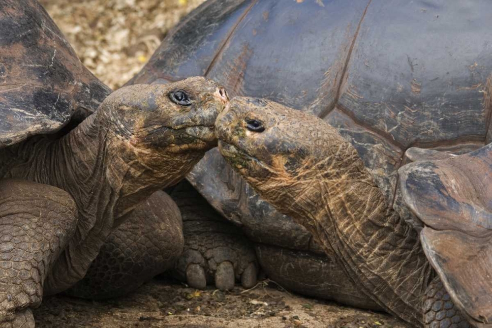 Ecuador, Galapagos Islands Giant male tortoises art print by Marie Bush for $57.95 CAD