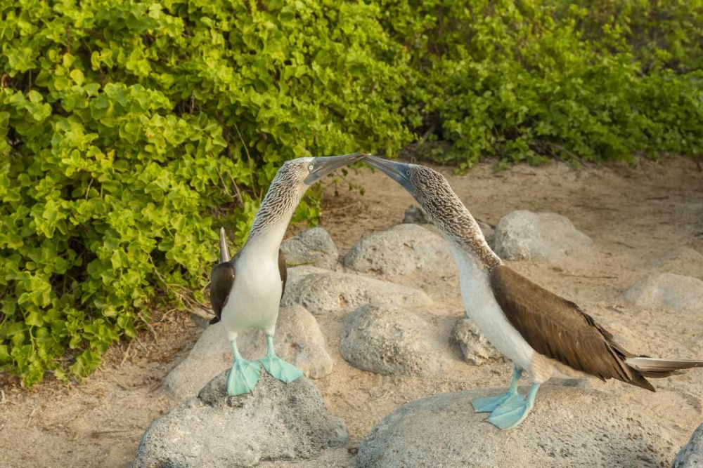 Ecuador, Galapagos NP Blue-footed booby pair art print by Cathy and Gordon Illg for $57.95 CAD