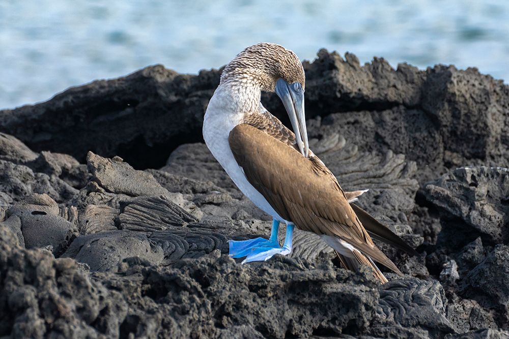 Ecuador-Galapagos National Park-Santiago Island. Blue-footed booby preening on volcanic rock. art print by Jaynes Gallery for $57.95 CAD