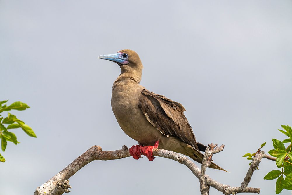 Ecuador-Galapagos National Park-Genovesa Island. Red-footed booby in tree. art print by Jaynes Gallery for $57.95 CAD