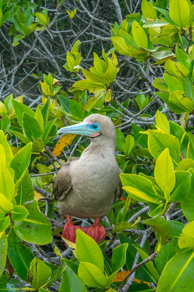 Ecuador-Galapagos National Park-Genovesa Island. Red-footed booby in tree. art print by Jaynes Gallery for $57.95 CAD