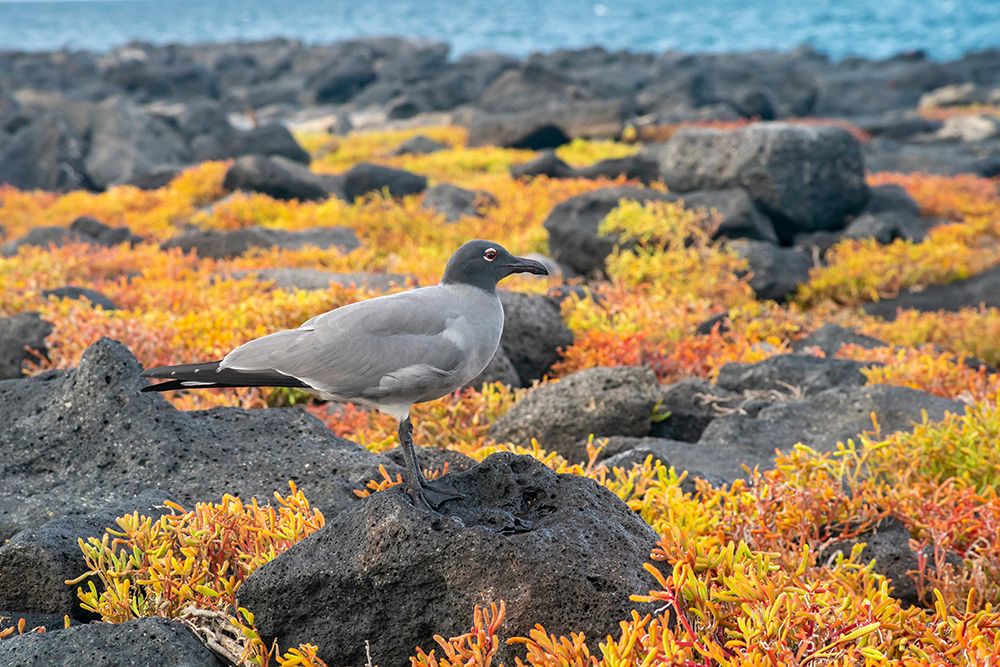 Ecuador-Galapagos National Park-Mosquera Island. Lava gull amid portulaca plants. art print by Jaynes Gallery for $57.95 CAD