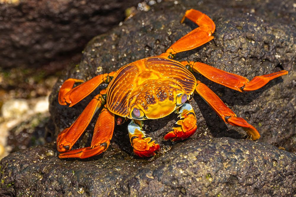 Ecuador-Galapagos National Park-Mosquera Island. Sally lightfoot crab close-up. art print by Jaynes Gallery for $57.95 CAD
