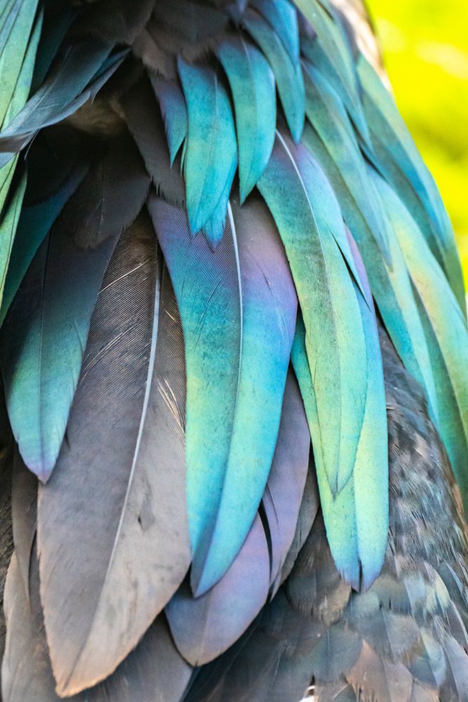 Ecuador-Galapagos National Park-Genovesa Island. Close-up of iridescent frigatebird feathers. art print by Jaynes Gallery for $57.95 CAD