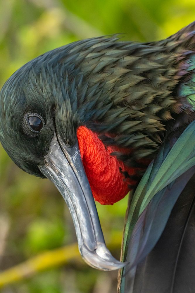 Ecuador-Galapagos National Park-Genovesa Island. Frigatebird male close-up. art print by Jaynes Gallery for $57.95 CAD