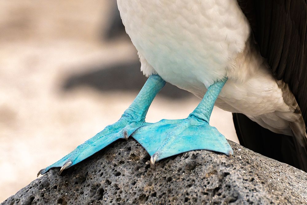 Ecuador-Galapagos National Park-Isla Lobos. Close-up of blue-footed boobys webbed feet. art print by Jaynes Gallery for $57.95 CAD