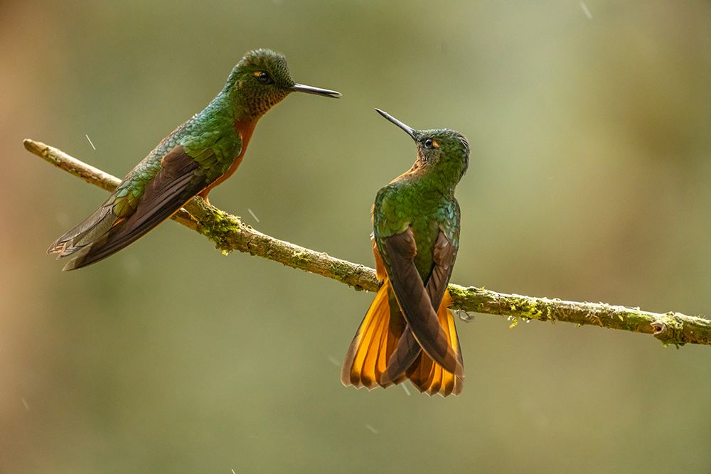Ecuador-Guango. Chestnut-breasted coronet hummingbirds close-up. art print by Jaynes Gallery for $57.95 CAD
