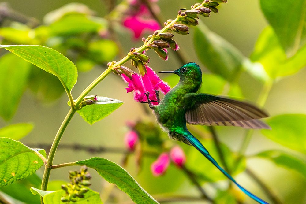 Ecuador-Guango. Long-tailed sylph hummingbird feeding on flowers. art print by Jaynes Gallery for $57.95 CAD