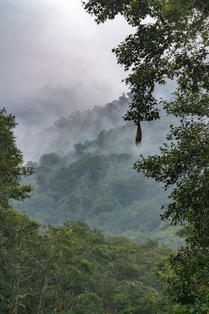 Ecuador-Guango. Cloud in jungle landscape. art print by Jaynes Gallery for $57.95 CAD