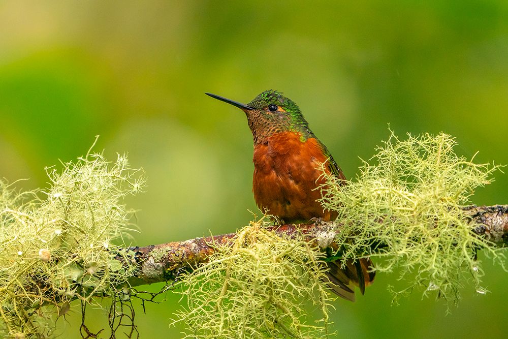 Ecuador-Guango. Chestnut-breasted coronet hummingbird close-up. art print by Jaynes Gallery for $57.95 CAD