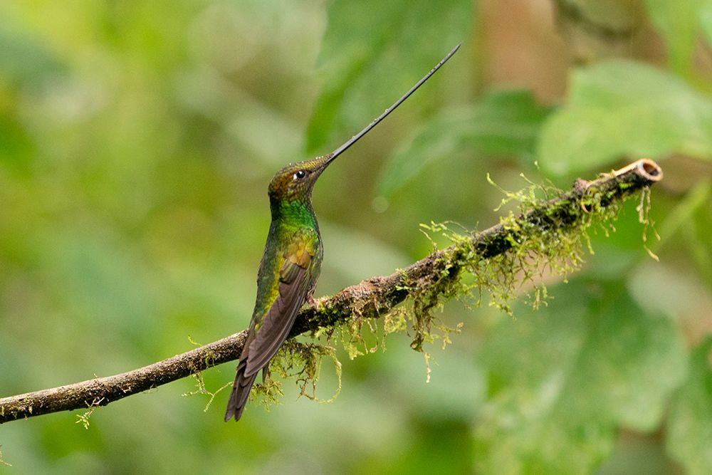 Ecuador-Guango. Swordbill hummingbird close-up. art print by Jaynes Gallery for $57.95 CAD